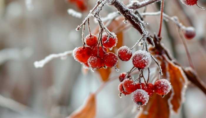 未来三天四川阴雨雪频繁 阿坝州局地降雪明显