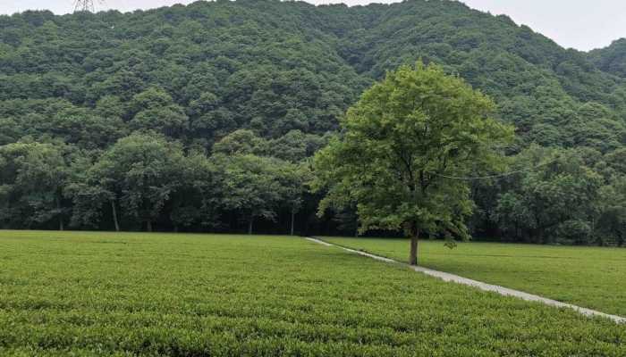 湿地退化会带来什么影响 湿地退化的原因